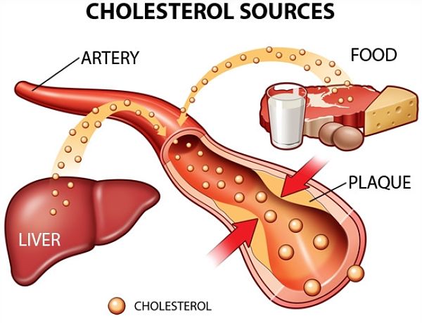 cholesterol source